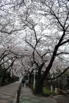 Sakuras Cemitério Aoyama 02